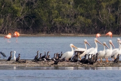 e6Web_div Vögel Salinen_87A9788