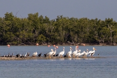 e7Web_div Vögel Salinen_87A9795