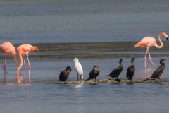 e8Web_div Vögel Salinen_87A9832