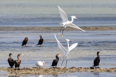 e9Web_div Vögel Salinen_87A9872