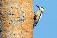 i1iWeb_Bahamaspecht_87a0010