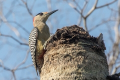 i6iWeb_Bahamaspecht_87a0015