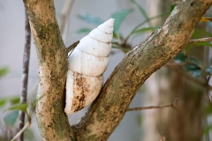 i4iWeb_Baumschnecke_87a0031