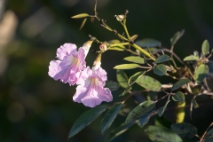 h98iWeb_Blüten_87a9975