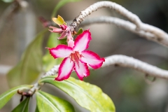 i2iWeb_Bot Garten B_87a0508