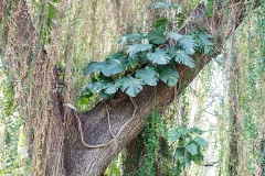 i9iWeb_Botanik_87a0292