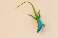 iWeb_Gecko_87a0152