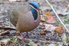 iWeb_Gundlachtaube_87a9915