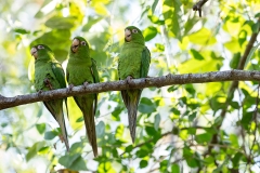 iWeb_Kubasittiche_87a0027