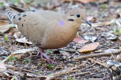 iWeb_Kubataube_87a9918