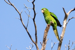 iWeb_Papagei_87a9998