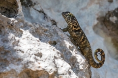 iWeb_Rollschwanzleguan_87a0131