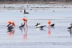 f91iWeb_div Vögel Salinen_87A9759