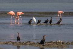 f92iWeb_div Vögel Salinen_87A9833