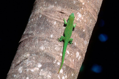 d1 Madagaskar-Taggecko