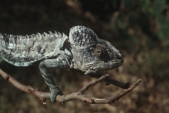 b6