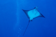 A94 Adlerrochen-72dpi_DSC00903