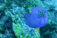 A96 Anemone-blau-Web_DSC00918