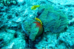 A95 Anemonen-Malediven-Web_DSC00925
