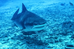 A4 Tigershark-Maledicen-uhu100_DSC01125