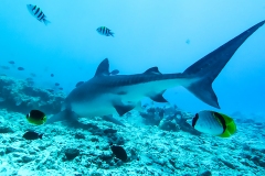 A9 Tigershark-Malediven-uhu100-spiegel_DSC00955