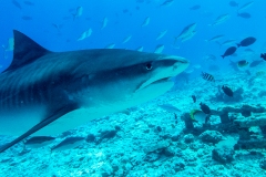 A6 Tigershark-Malediven-uhu100_DSC01081