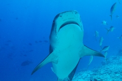 A7 Tigershark-Malediven-uhu_DSC01112