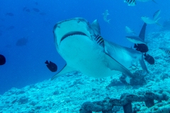 A5 Tigershark-Plus-Malediven-uhu_DSC01111