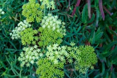 aaa