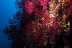 zz0_DSC0008