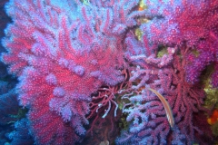 Gorgonen11