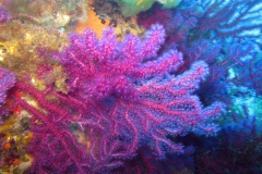 Gorgonen4