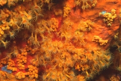 Krustenanemonen
