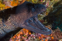 Murane3