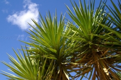 aa