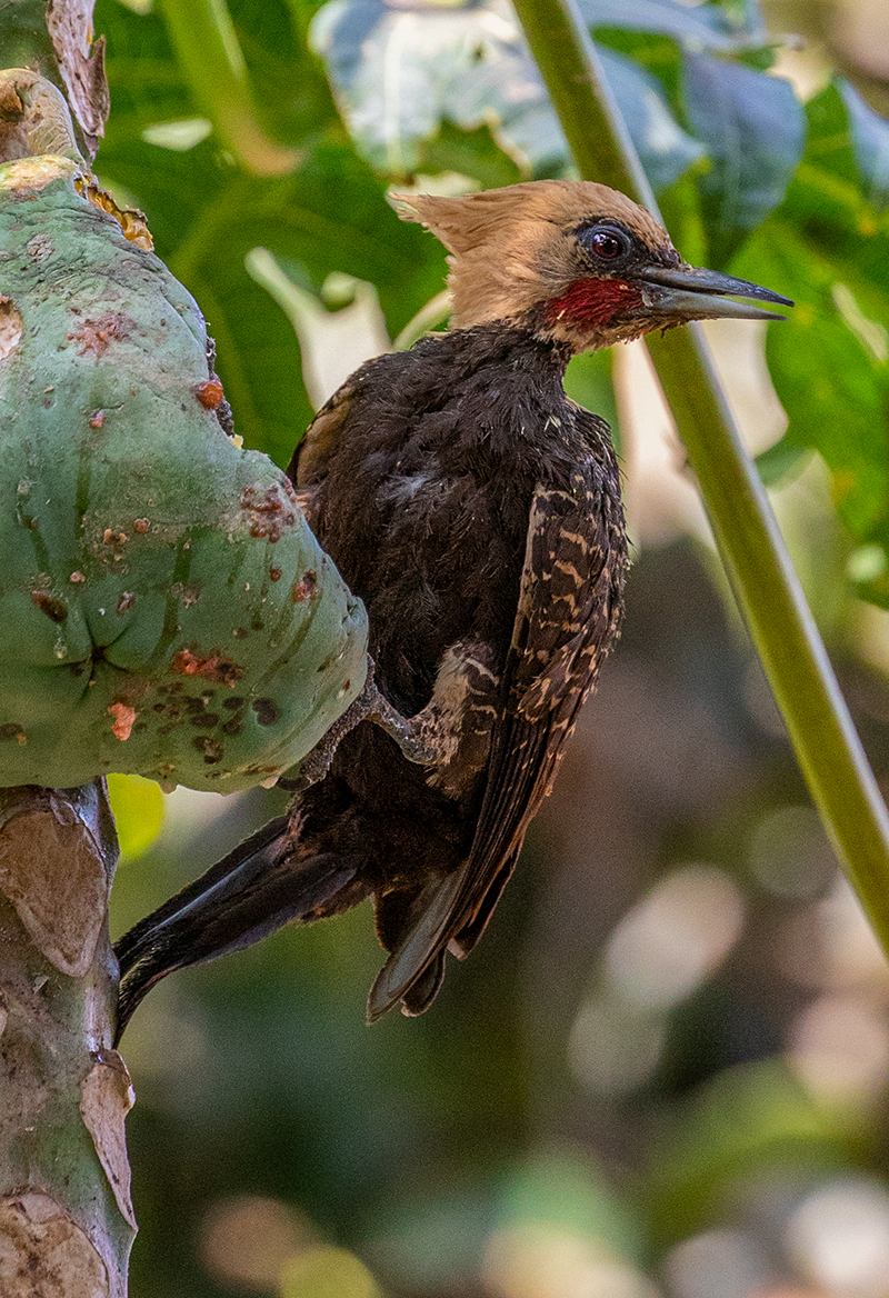 b9i Blond-crested-Woodpecker_87A9112