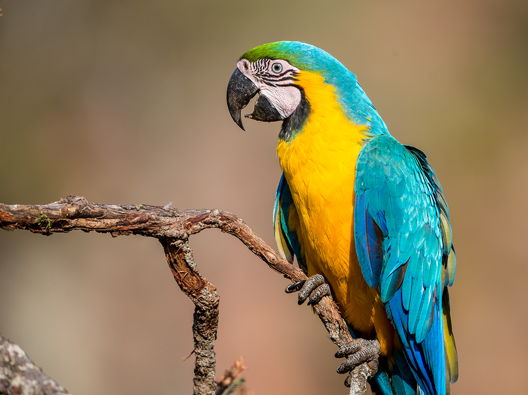 b9h Blue-and-Yellow-Macaw_1DX9270