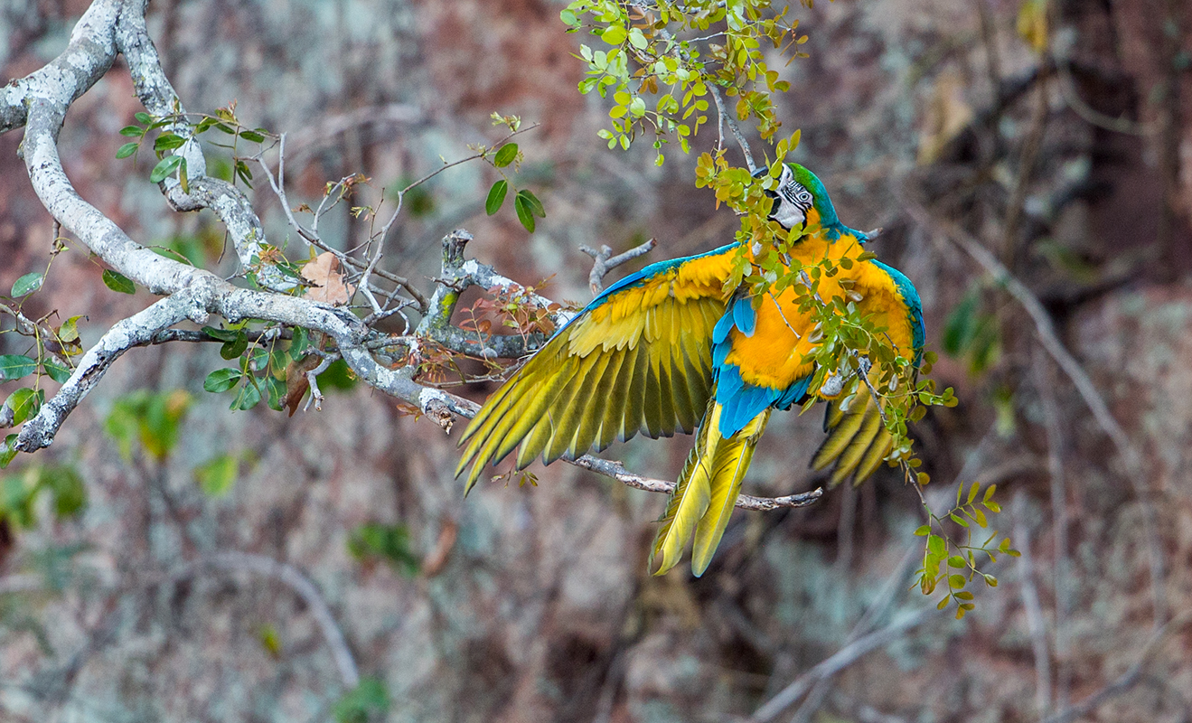 b9d Blue-and-Yellow-Macaw_1DX9695