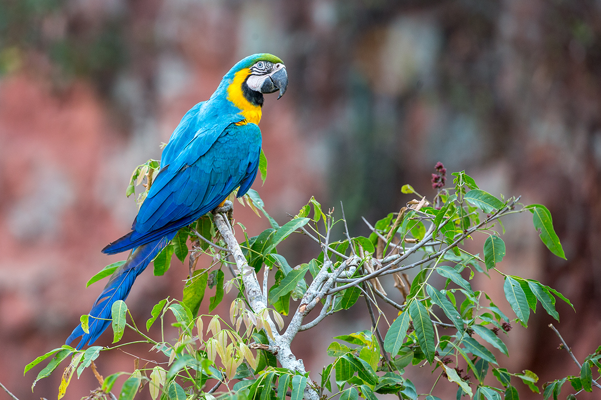 b9c Blue-and-Yellow-Macaw_1DX9829
