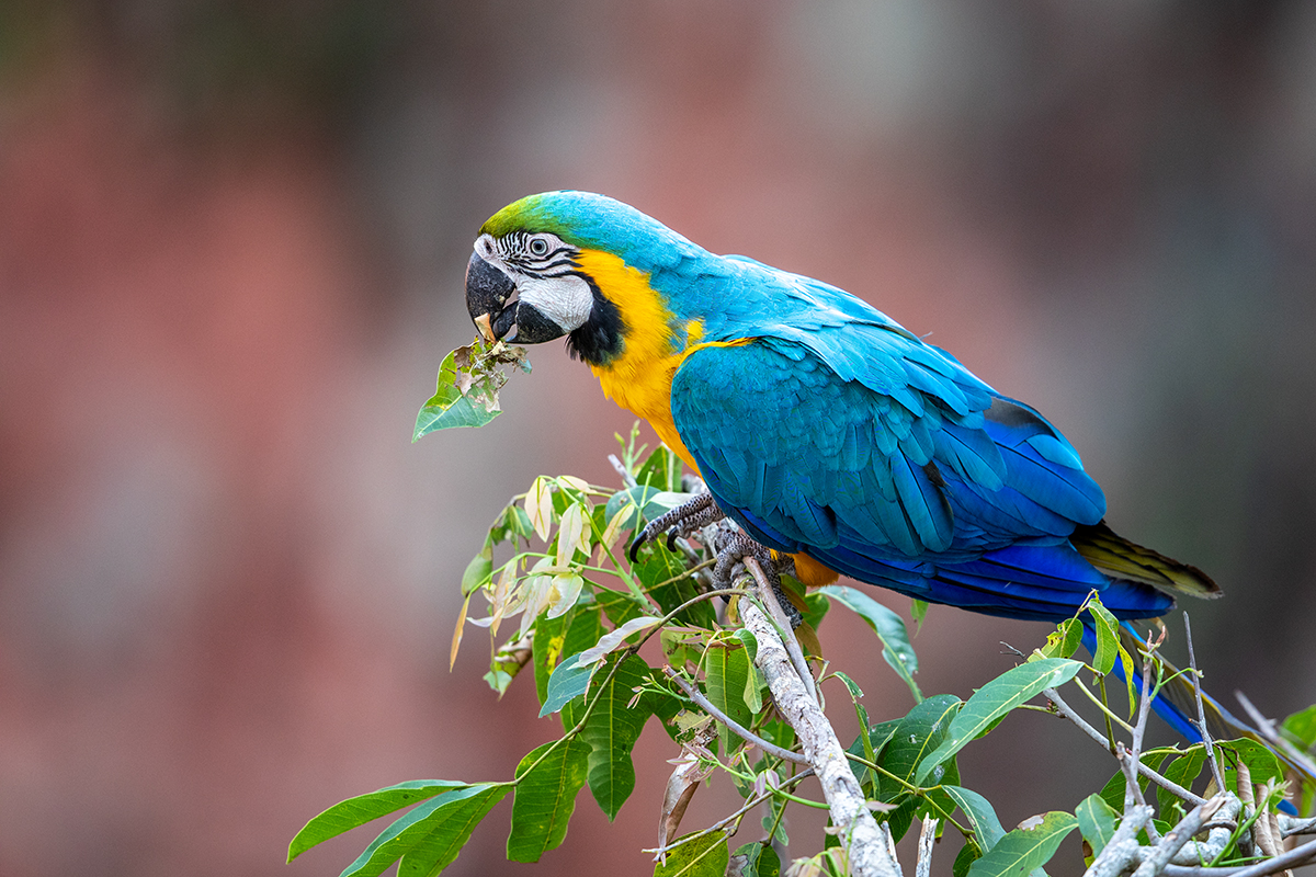b9b Blue-and-Yellow-Macaw_87A8769