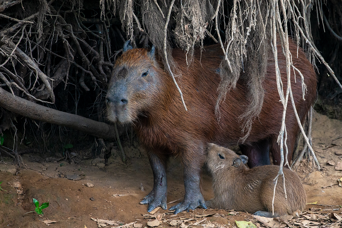 C3 Capybara_1DX2325