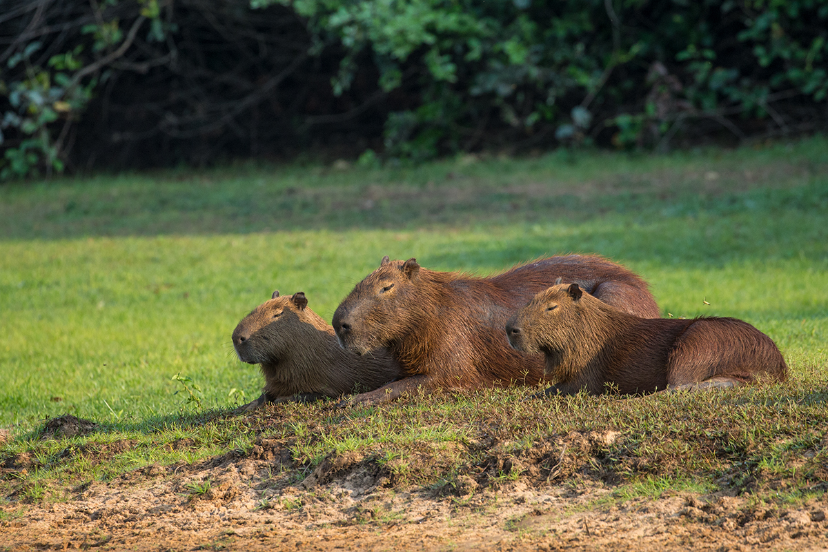 C1 Capybaras_1DX9387