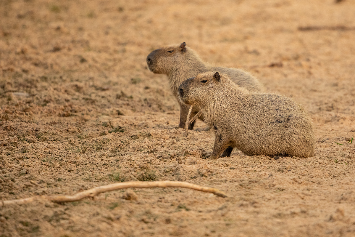 C4 Capybaras_87A9435