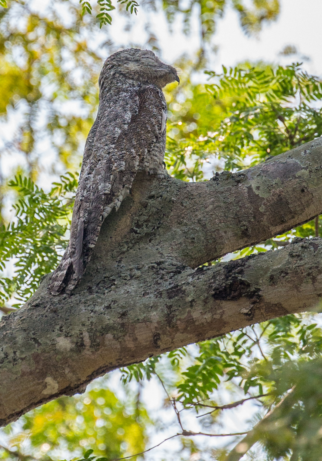 h3a Great-Potoo_1DX1628