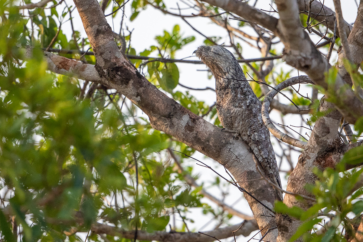 h3 Great-Potoo_87a7095