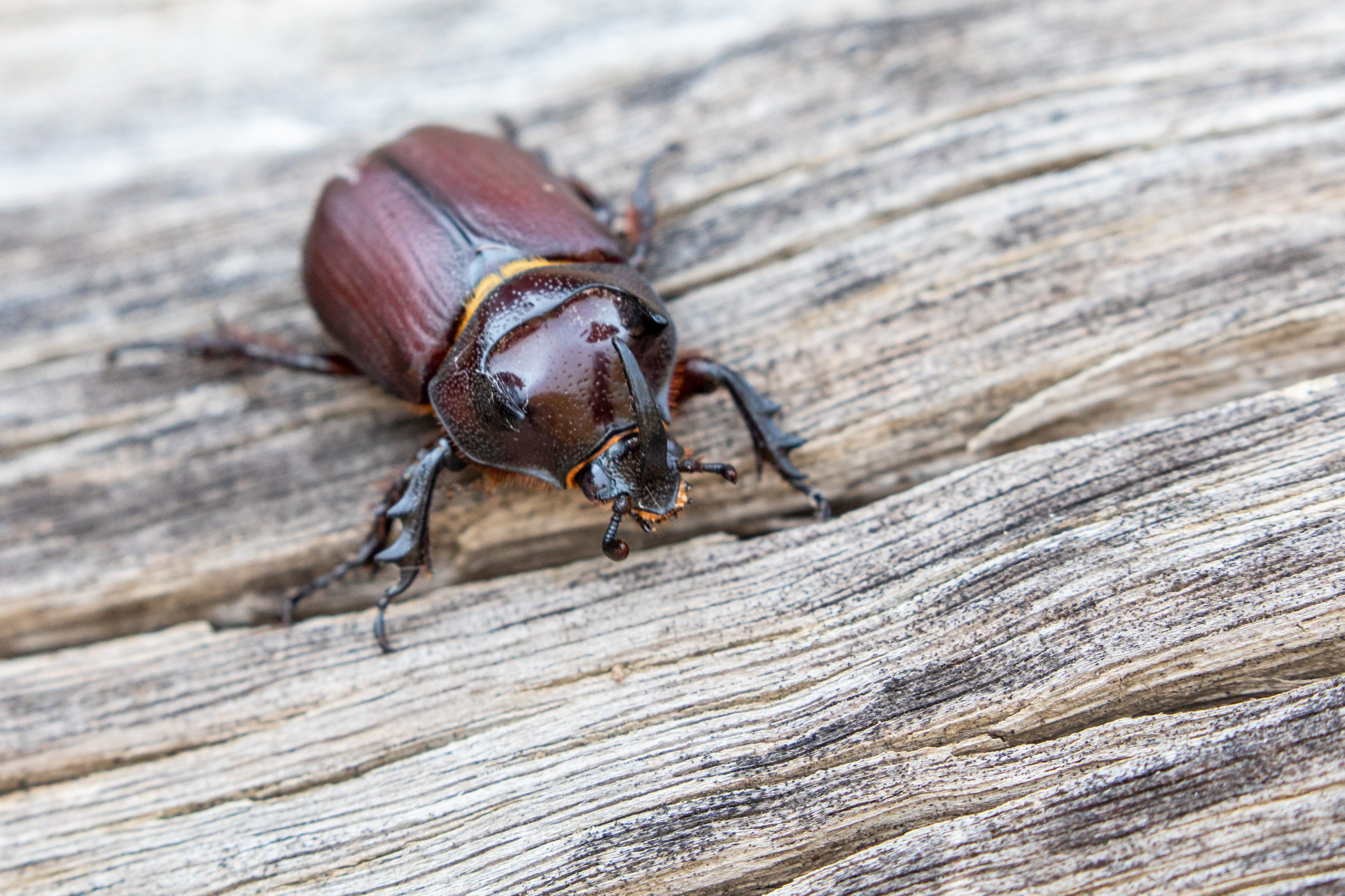 q1 Rhinocerus-Beetle_87A9306