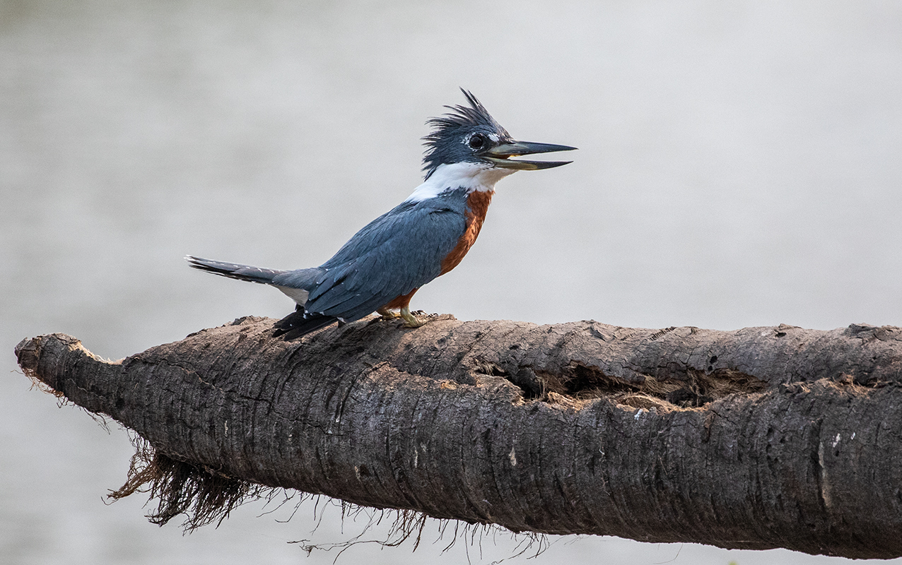j3a Ringnecked-Kingfisher_87A9726