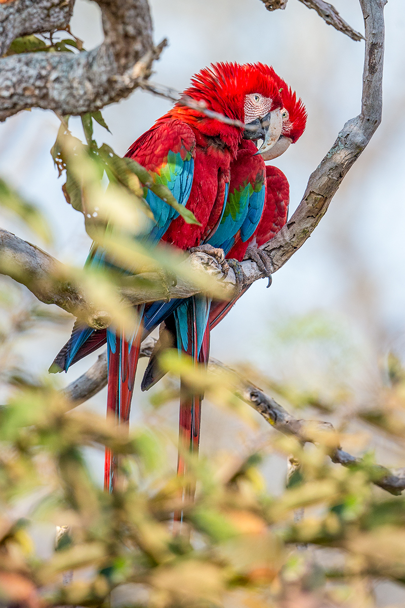 b7 Scarlet-Macaw_1DX9257