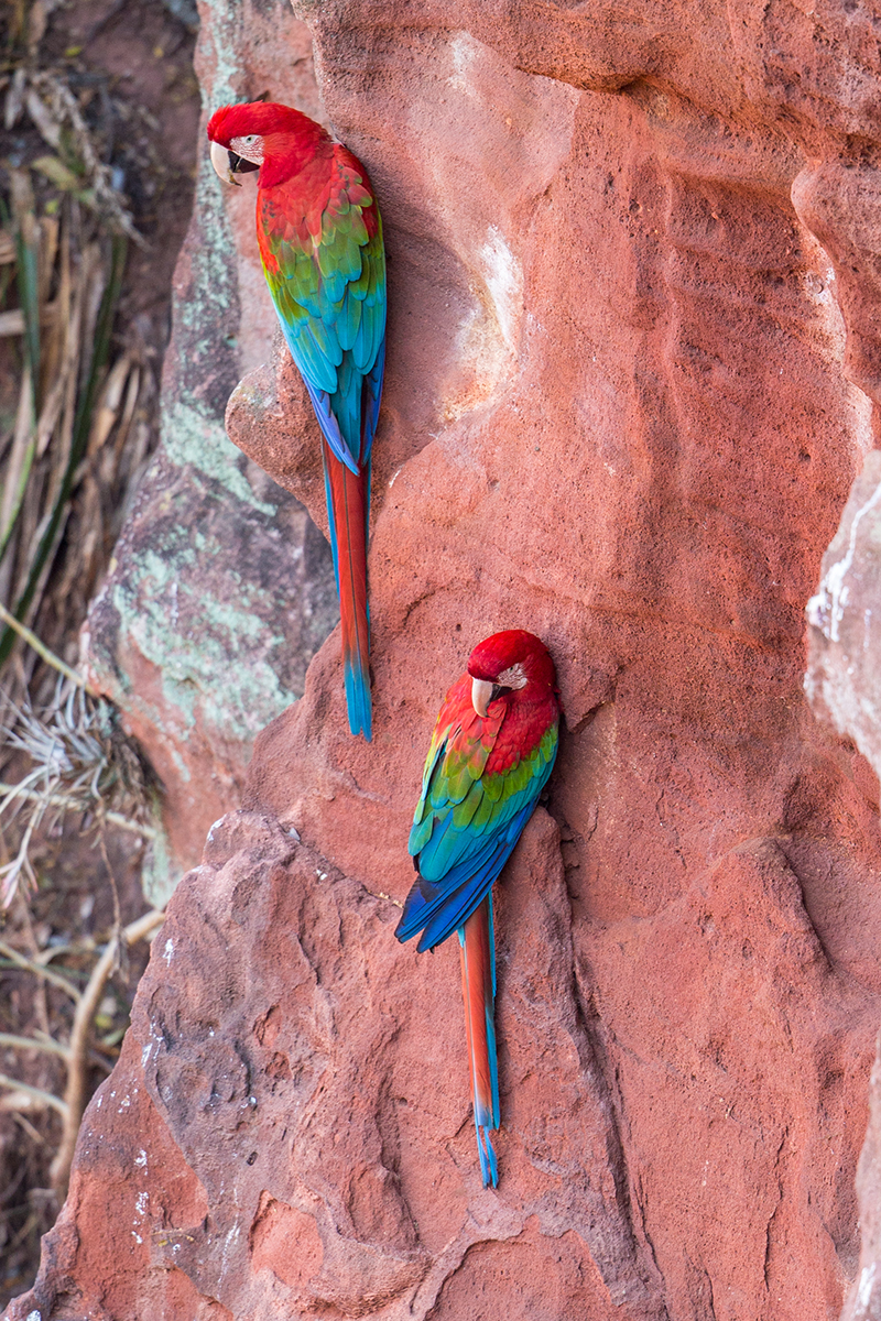 b6 Scarlet-Macaw_1DX9364