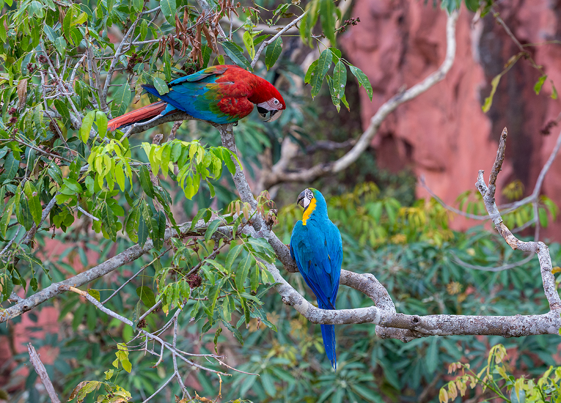 b9aa Scarlet-with-Blue-and-Yellow-Macaw_1DX0209